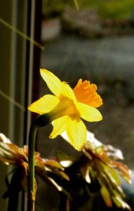 daffodil, Gelbe Narzisse, Osterblume, -glocke